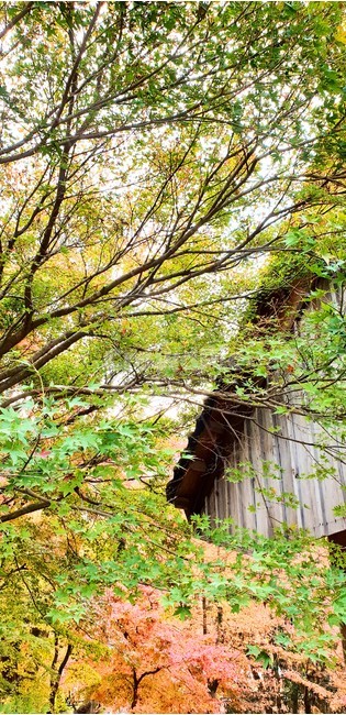 선운사,가을단풍,temple,autumn,가을