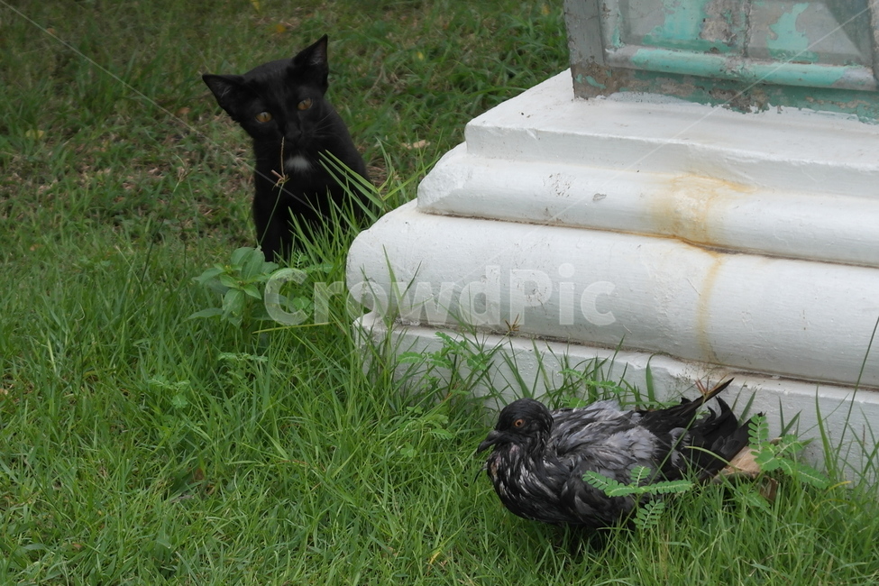 비둘기,고양이,사냥,자연,nature,cat,huning,animal,dove,pigeon