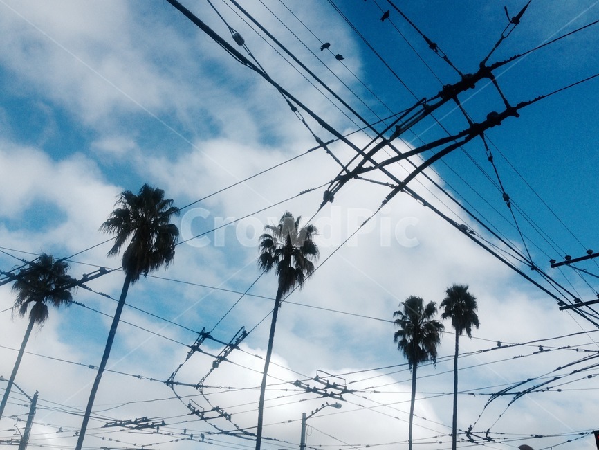 야자수,캘리포니아,하늘,트램,날씨,구름,palm,palmtree,california,sky,cloud,전선,전기줄,cable,sanfrancisco,weather,crisp,fresh