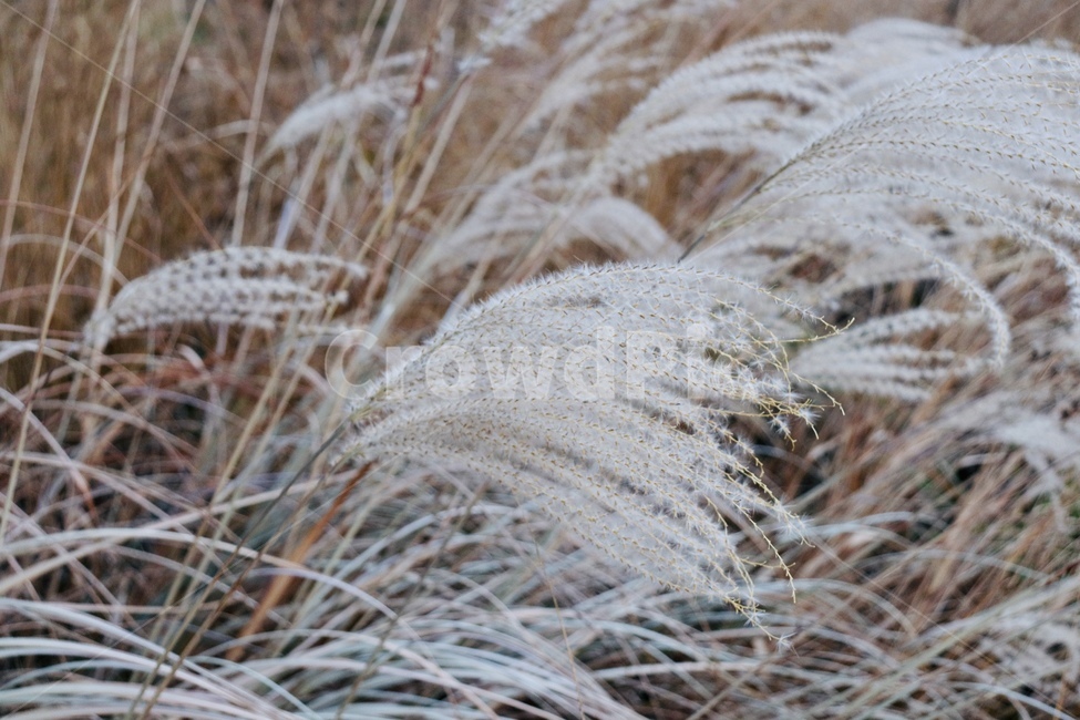 grass,plant,식물,lawn,갈대,잔디