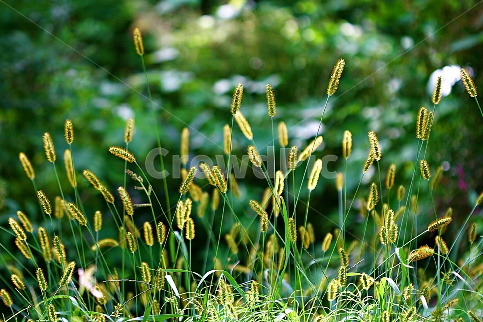 강아지풀,식물,잡초,계절,풀,식물,자연,plants,nature