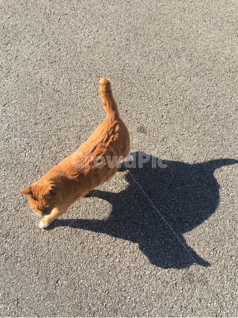 고양이,동물,반려동물,cat,그림자