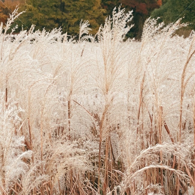 달,갈대,억새,풍경,자연,감성,가을,가을,계절,fall,autumn,season,grass,잔디,plant,식물,lawn,reed