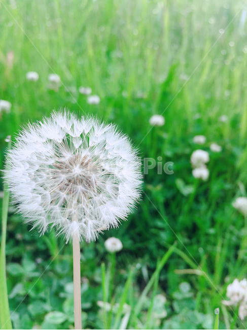 민들레,자연풍경,식물,봄,꽃,식물,자연,plants,nature,꽃,flower