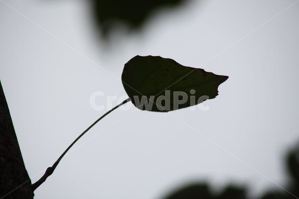 plant,식물,leaf,잎,한잎,식물,자연,plants,nature