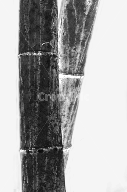 대나무,사군자,수묵화,담쟁이,흑백,식물,자연,plants,nature,나무,trees,wood,흑백,모노톤,monochrome,black and white