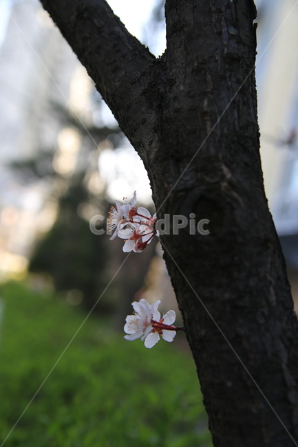 벚꽃,꽃,봄,봄꽃,하늘,벚꽃축제,식물,자연,plants,nature,꽃,flower