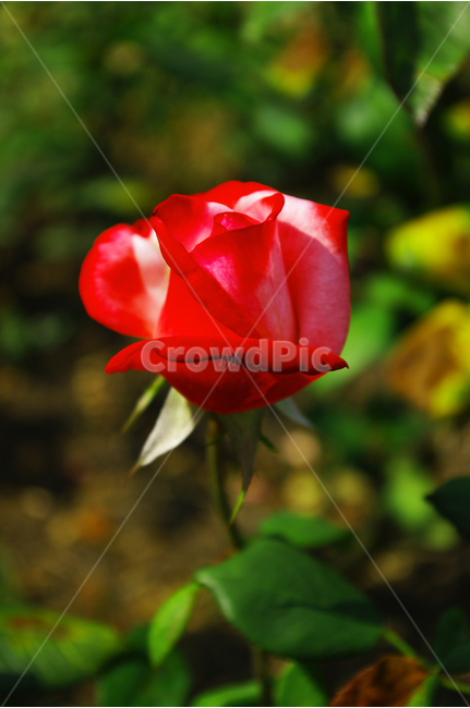 장미,꽃,식물,flower,자연,color,nature,식물,자연,plants,nature,꽃,flower