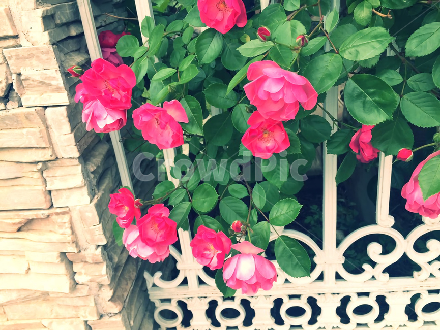 화단,장미,분홍장미,flower,rose