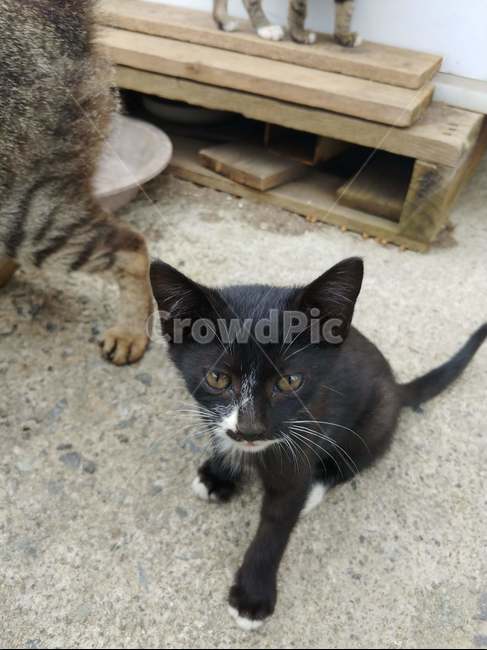고양이,새끼고양이,검은고양이,앉은고양이,새끼,낮,오후