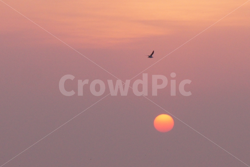태양,하늘,새,일출,자연,자연,풍경,nature,landscape,outdoors,옥외,bird,animal,동물,flying,나는