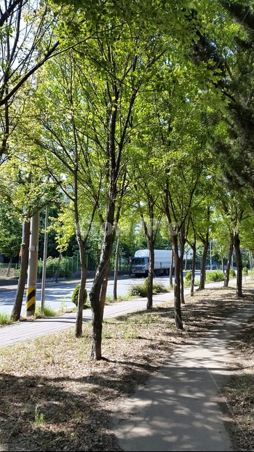 산책길,공원길,숲길,오솔길,도심속산책로,맑은아침,따사로운햇살,나무사이로비치는햇살,맑은날씨,상쾌한산책길,집근처산책길,싱그러운나무,초록색나무,봄길,여유,녹음,여유로운산책,한가로운오후