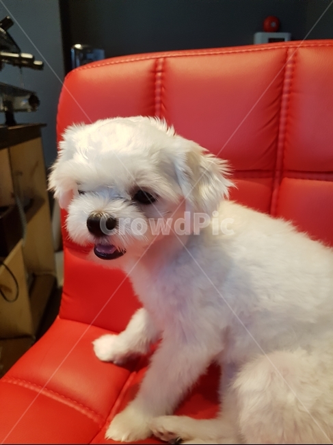 말티즈,반려견,애완견,하얀강아지,강아지,동물,animal,포유류,mammal,개,강아지,dog,doggy