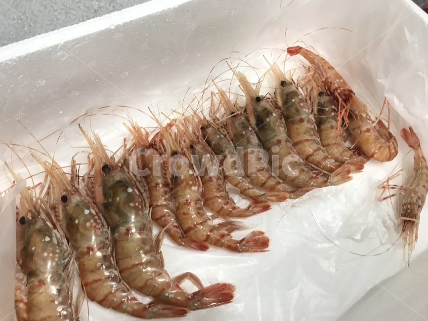 독도새우,도화새우,동해안,독도,해산물,음식,food,해물,새우,shrimp,해양생물