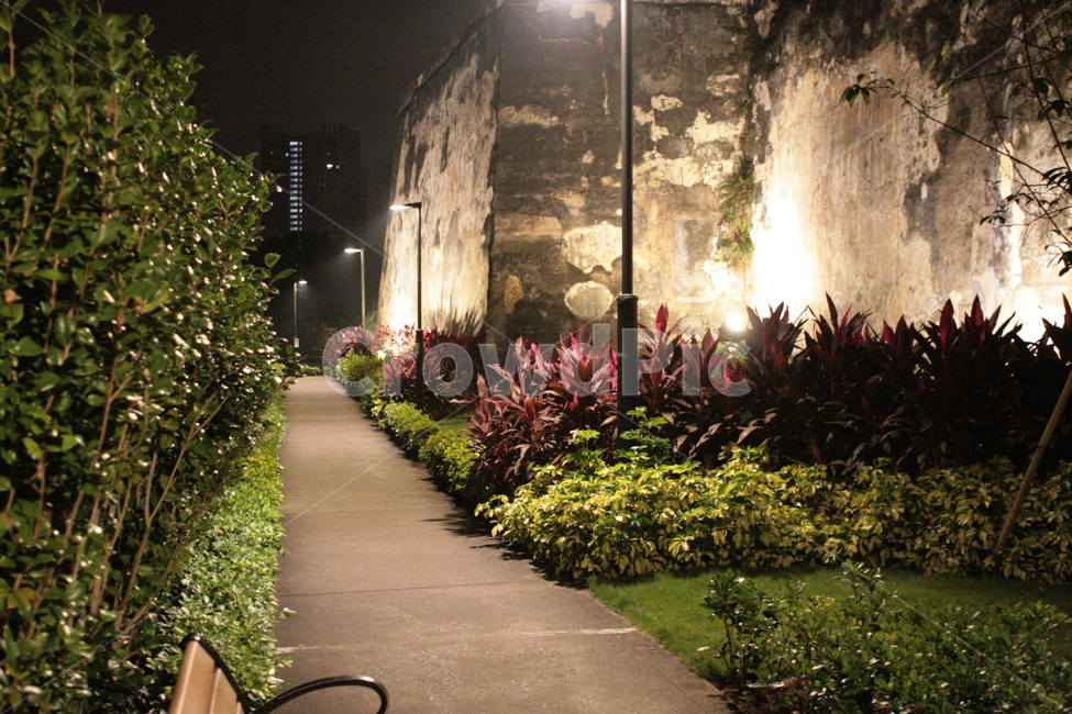 힐링,자연,밤야경,나무,꽃,야경,밤,풍경,nightscape,night,landscape,outdoors,옥외