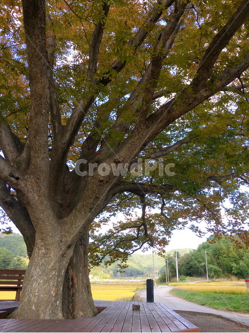 treetrunk,나무줄기,tree,나무,정자나무,가을,자연,가을풍경,풍경,fall,scenery,시골