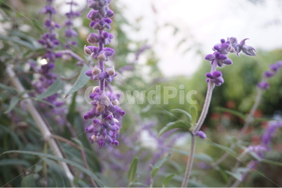 꽃,자연,접사,보라색꽃,flower,라벤더,lavender,식물,식물,자연,plants,nature,꽃,flower