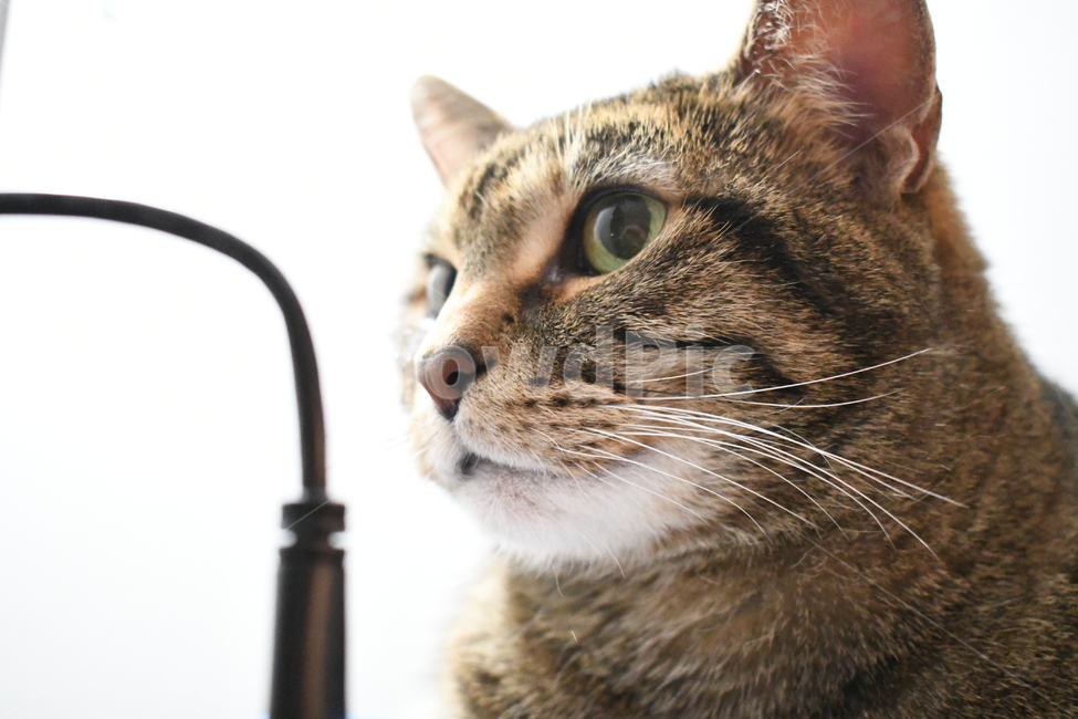 고양이,cat,pet,귀여운,adorable,동물,animal,포유류,mammal,고양이,cat,kitten,kitty