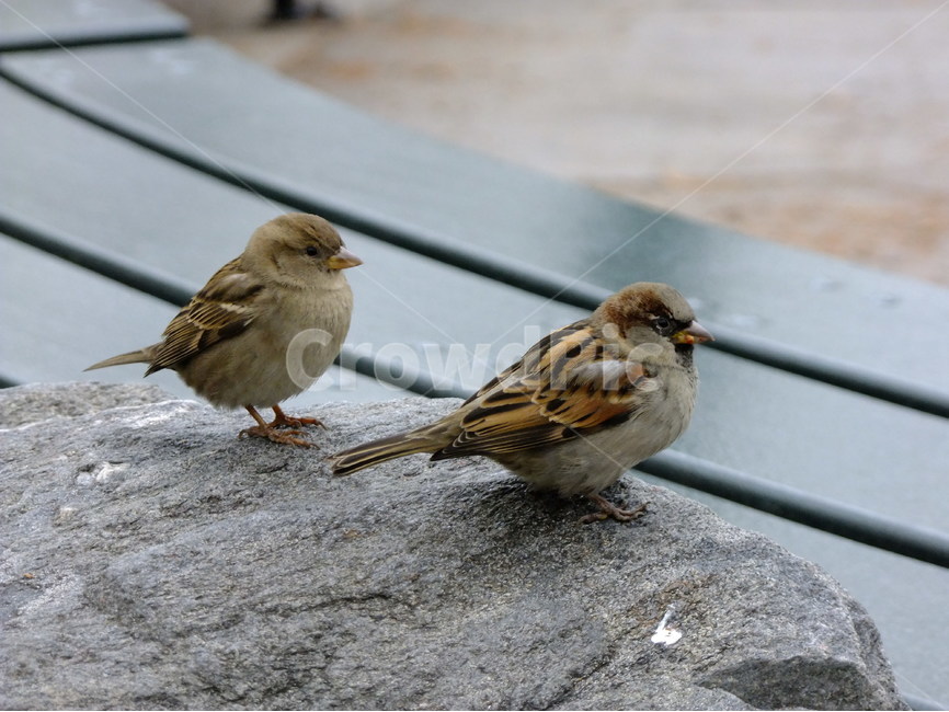 풍경,자연,새,참새,동물,동물,animal,조류,새,birds