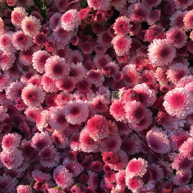 꽃,국화,식물,분홍,flower