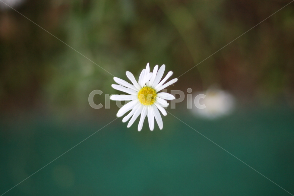 구절초,꽃,들꽃,flower,botanical,wildflower,식물,자연,plants,nature,꽃,flower