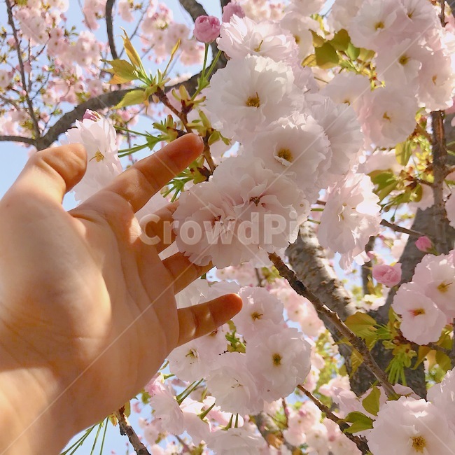 봄,spring,겹벚꽃,왕벚꽃,손,낮,맑음,감성사진,나들이,소풍,picnic,봄,계절,spring,season,식물,자연,plants,nature,꽃,flower,plant,blossom,cherry blossom,벚꽃