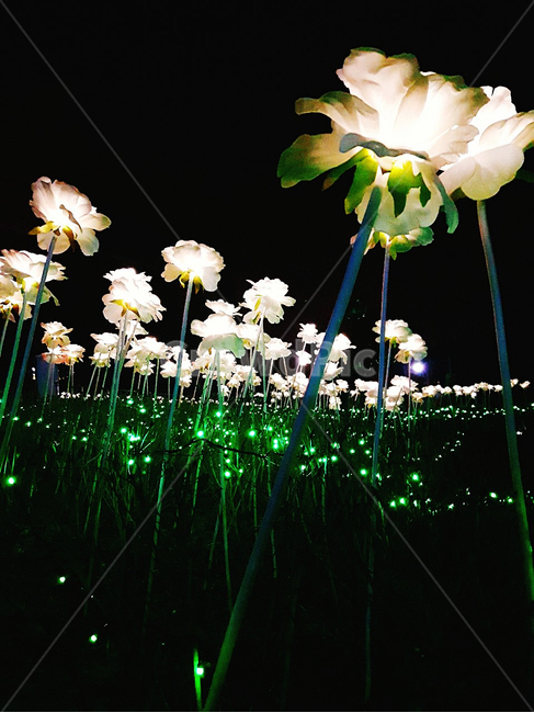 plant,식물,인조꽃,인조꽃조명,꽃조명,꽃불,불꽃,그린,그린느낌,초록꽃,흰꽃,꽃에빛,꽃줄기,가짜꽃,인조화,밤,검정,흰색,초록색