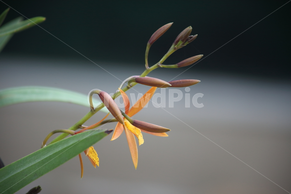 꽃,식물,온실,plant,flower,식물,자연,plants,nature,꽃,flower