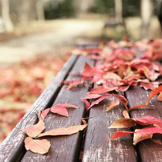 단풍,가을,벤치,공원,낙엽,가을,계절,fall,autumn,season,plant,식물,leaf,잎,tree,나무