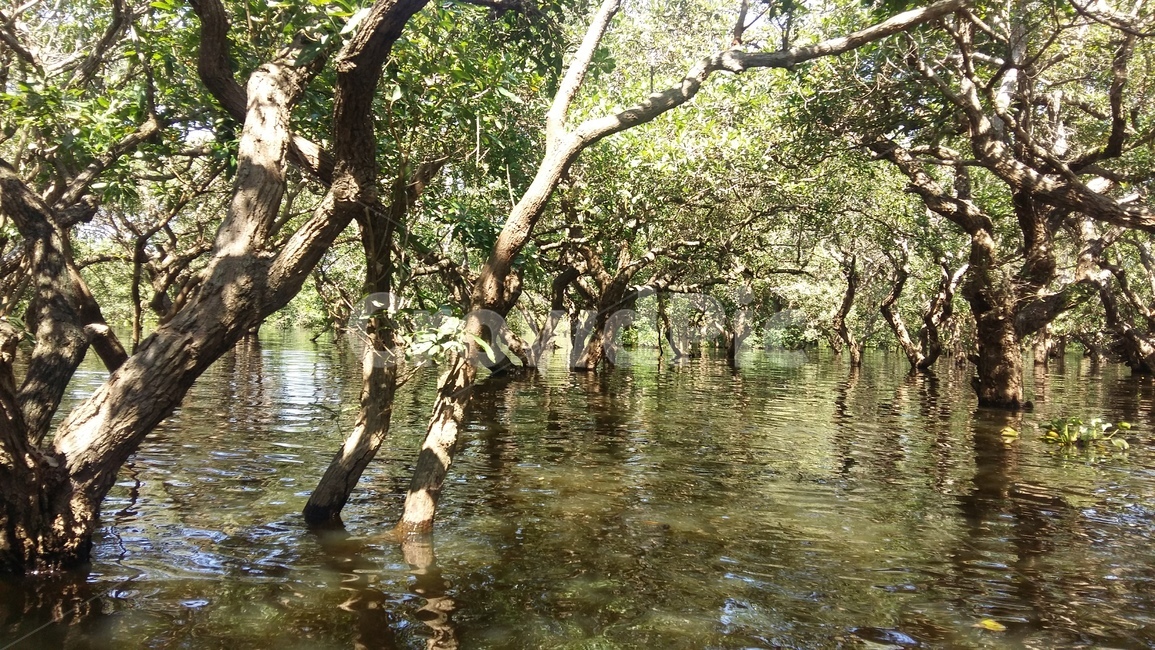 캄보디아,씨엠립,톤레삽호수,호수,cambodia,tonlésap,lake,siemreap,tree,나무,자연,nature,green