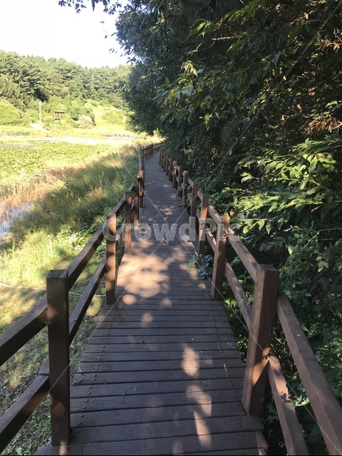 습지,늪지대,흙,green,풍경,자연,풍경,nature,landscape,bridge,다리,boardwalk,산책로,building,건물