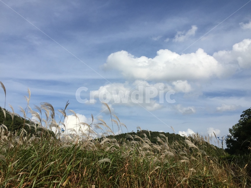 자연,하늘,억새,nature,silvergrass,가을,계절,fall,autumn,season,자연,풍경,nature,landscape,grass,잔디,plant,식물,lawn,reed,갈대