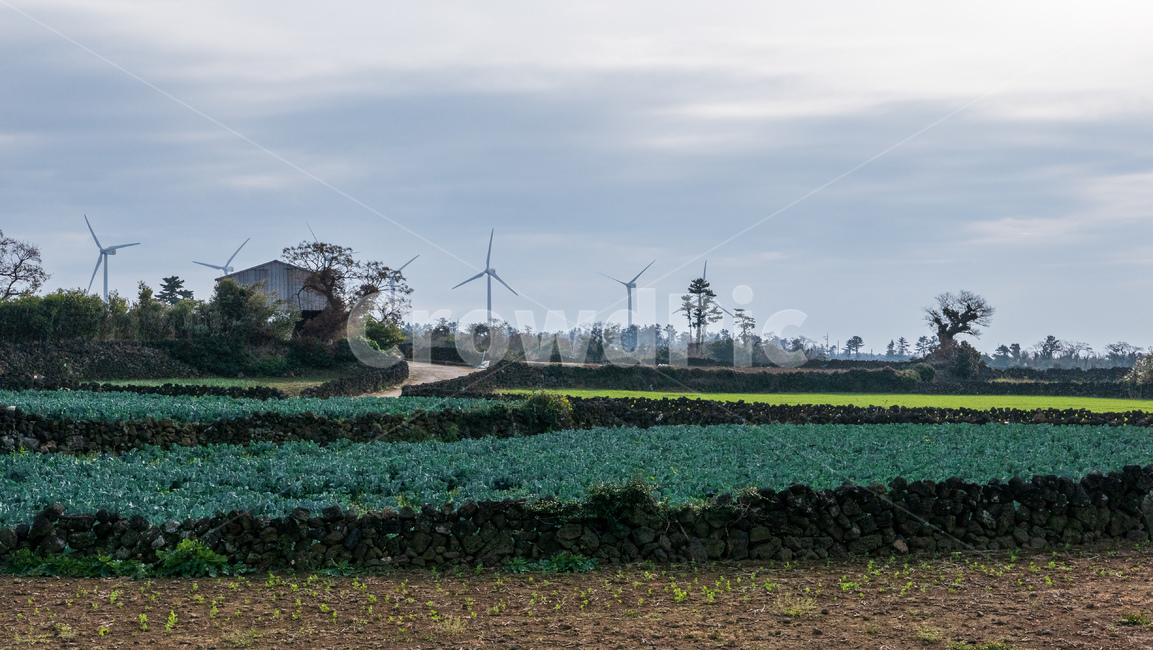 outdoors,옥외,nature,자연,제주,제주도,jeju,밭,농사,agriculture,농업,언덕,green,녹색,machine,기계,motor,모터,engine,엔진,풍차,발전,풍력발전,풍력발전기,발전기,제주돌담,돌담,현무암,wall,basalt,밭담,농업,농사,agriculture,farming,farming industry