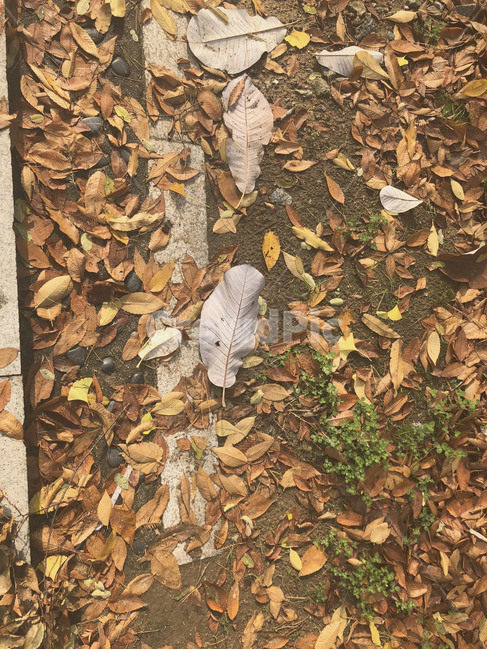 가을,무드,단풍,나뭇잎,쓸쓸함,fall,떨어진나뭇잎,가을,계절,fall,autumn,season,plant,식물,leaf,잎,ground,바닥