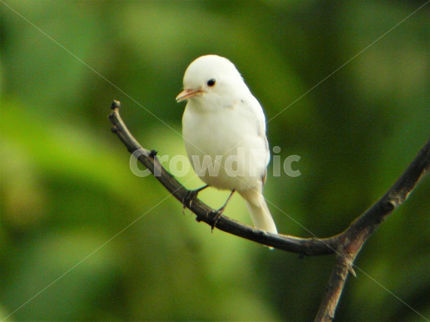 wild birds,Flycatcheridae,white flycatcher,rare species,Flycatcher variant,Albino Flycatcher,resident