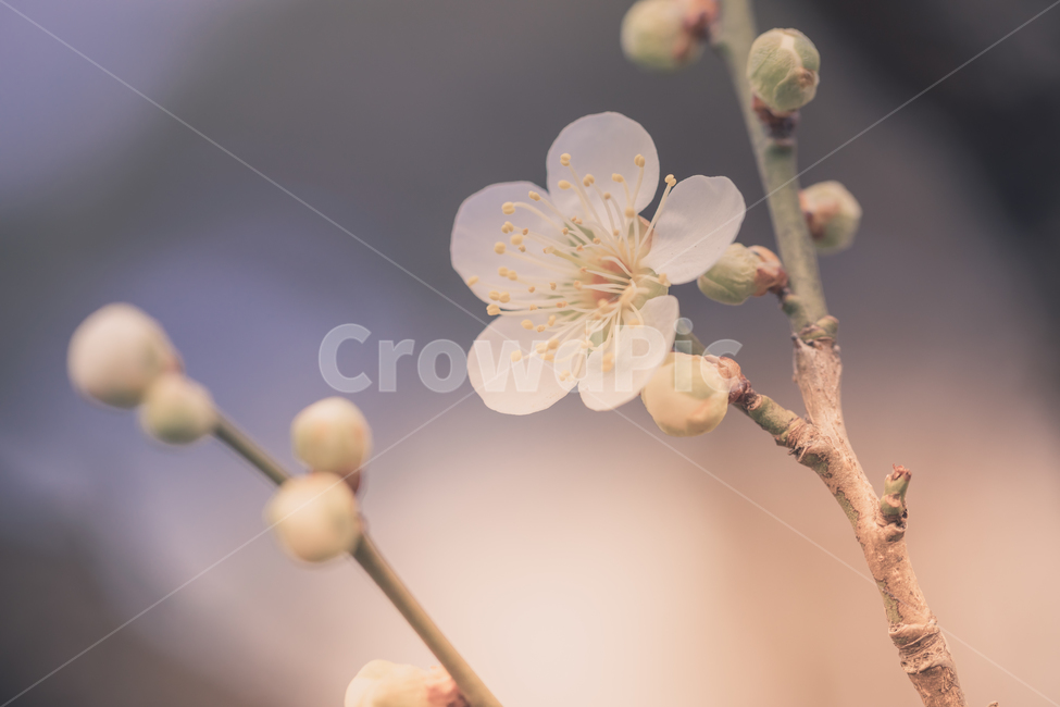 plant,식물,매화,매화나무,봄,과실나무,봄,계절,spring,season,식물,자연,plants,nature,꽃,flower