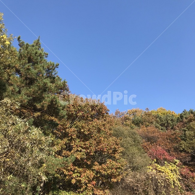 단풍,가을,등산,하늘,나무,가을,계절,fall,autumn,season