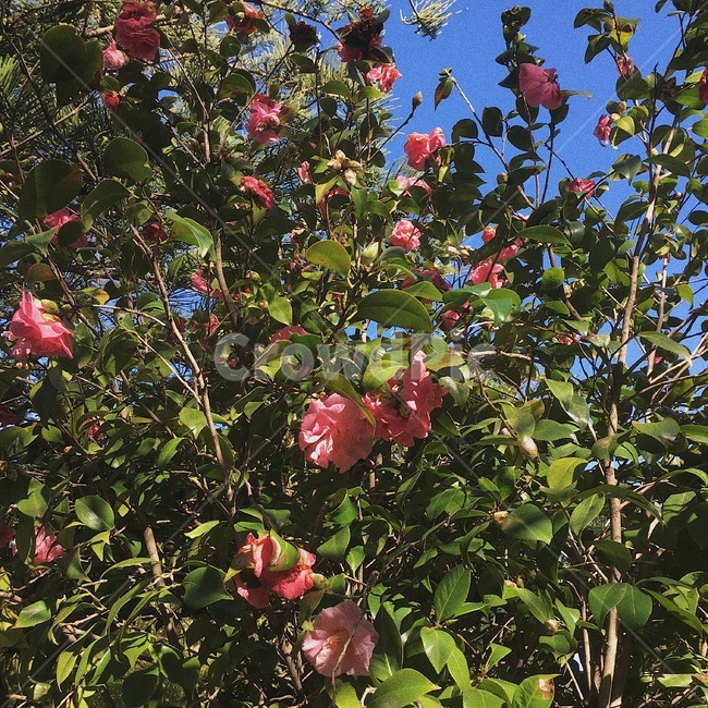 plant,식물,leaf,잎,flower,꽃