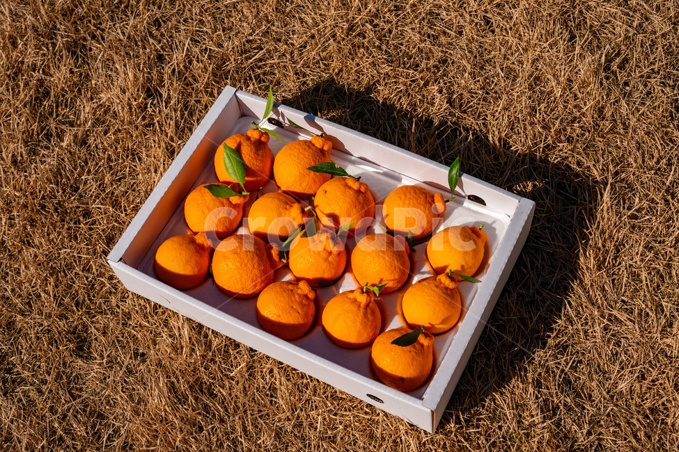 한라봉,감귤류과일,음식,과일,식물,주황색,열매,귤,감귤,자연,citrusfruit,food,fruit,plant,orange,hallabong,식재료,비타민,상큼,제주감귤,천혜향,하우스감귤,레드향,오렌지