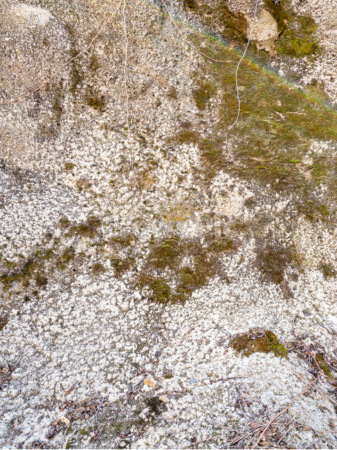 바위,이끼,하얀바위,녹색이끼,표면,질감,배경,자연,rock,greenmoss,whitecolor,background,surface,abstract