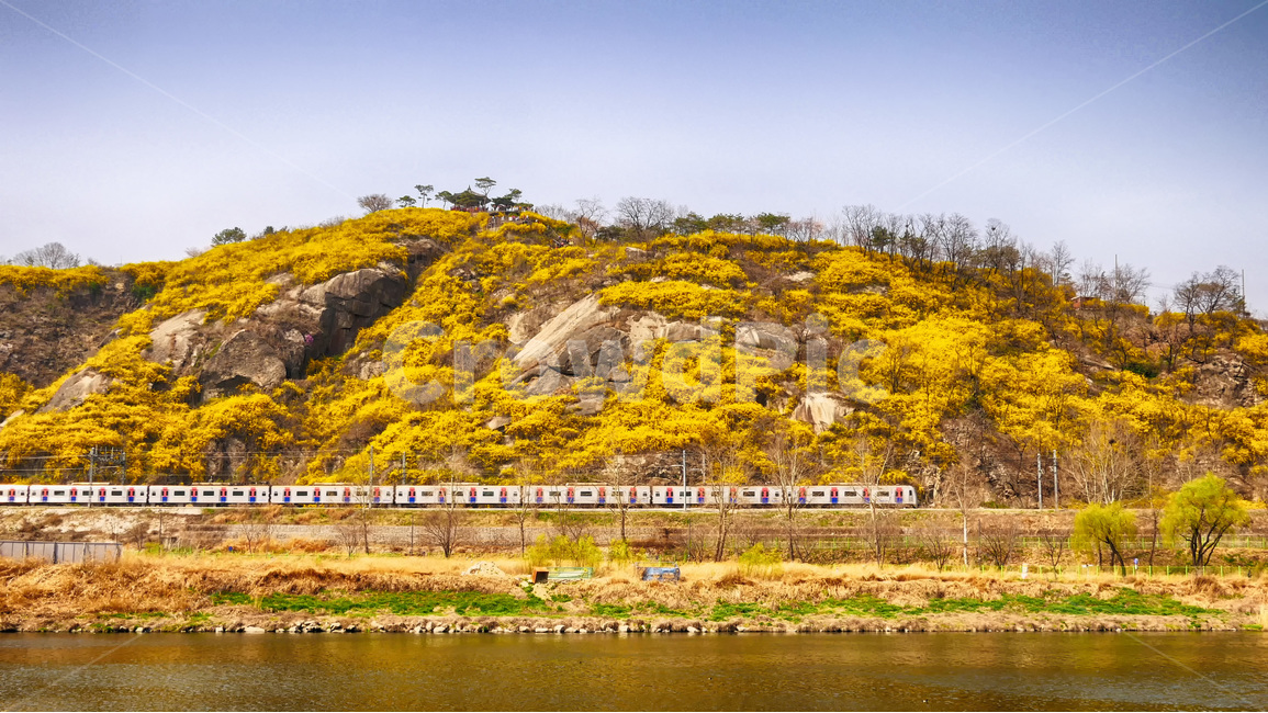 봄,서울,응봉산,개나리,풍경,전철,응봉역,한국풍경,서울풍경,봄,계절,spring,season,자연,풍경,nature,landscape,한국자연풍경,한국자연경관,korea nature landscape,교통,교통수단,traffic,transportation,outdoors,옥외,scenery,train track,기찻길,rail,레일,railway,철도