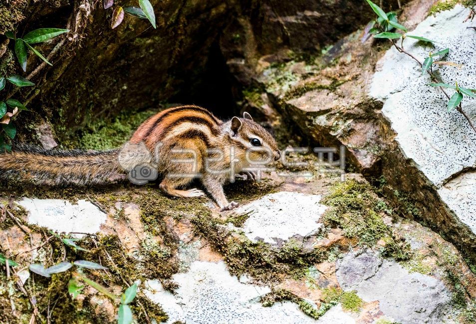 cave,vole,nature,crypt,wild animals,small animals,squirrel,stripe,animal,agile,agility,long tail