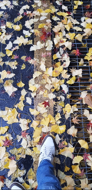 낙엽,가을,떨어진,식물,단풍잎,은행잎,가을,계절,fall,autumn,season