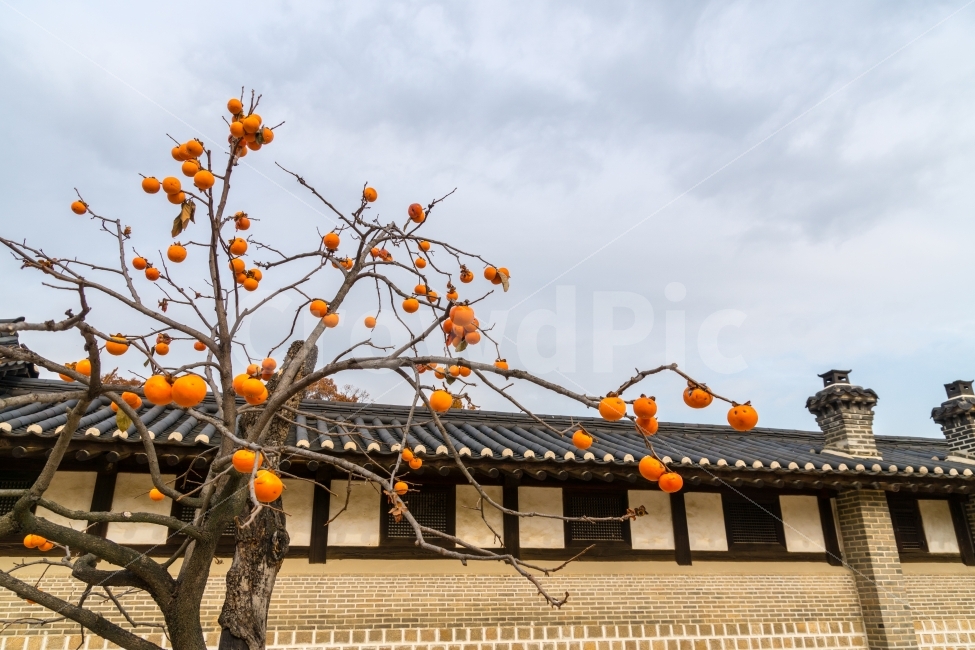 감,감나무,가을,궁,한옥,가을,계절,fall,autumn,season,한국전통,한국문화,korean traditional,korean culture,음식,식재료,요리,food,cook,meal,dishes,food reserves,과일,열매,fruit,plant,식물,persimmon