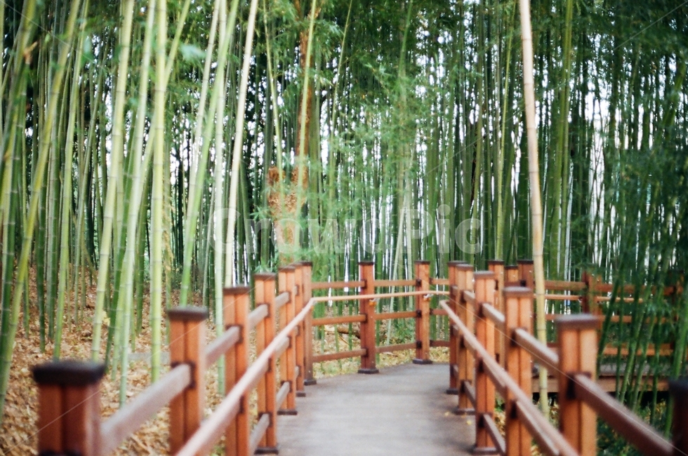 가을,대나무숲,대나무,감성,필름,나무,trees,wood