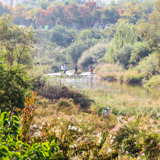 식물,plant,초목,자연,가을,가을풍경,따듯함,평화로움,풍경,landscape,autumn,nature,peace