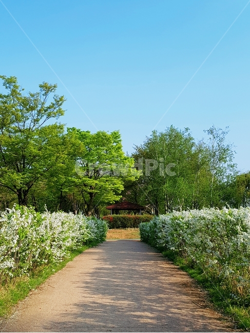 자연,봄,공원,거리,나무,자연,풍경,nature,landscape