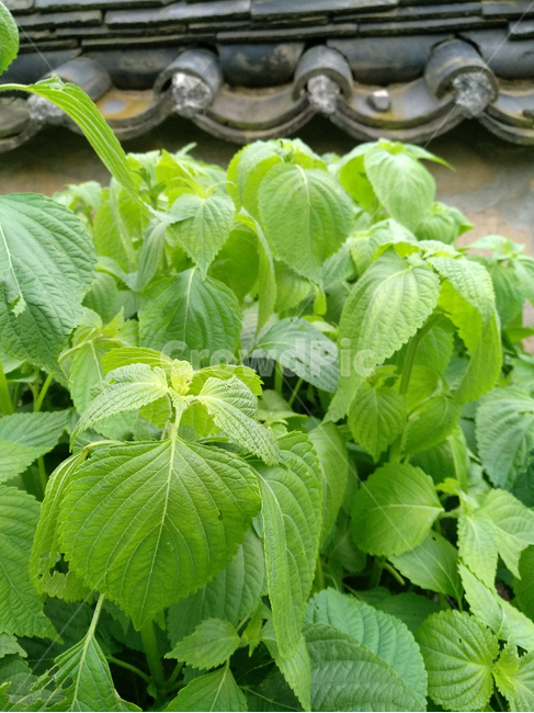 깨,깻잎,쌈채소,채소,야채,채소,야채,vegetables,농업,농사,agriculture,farming,farming industry