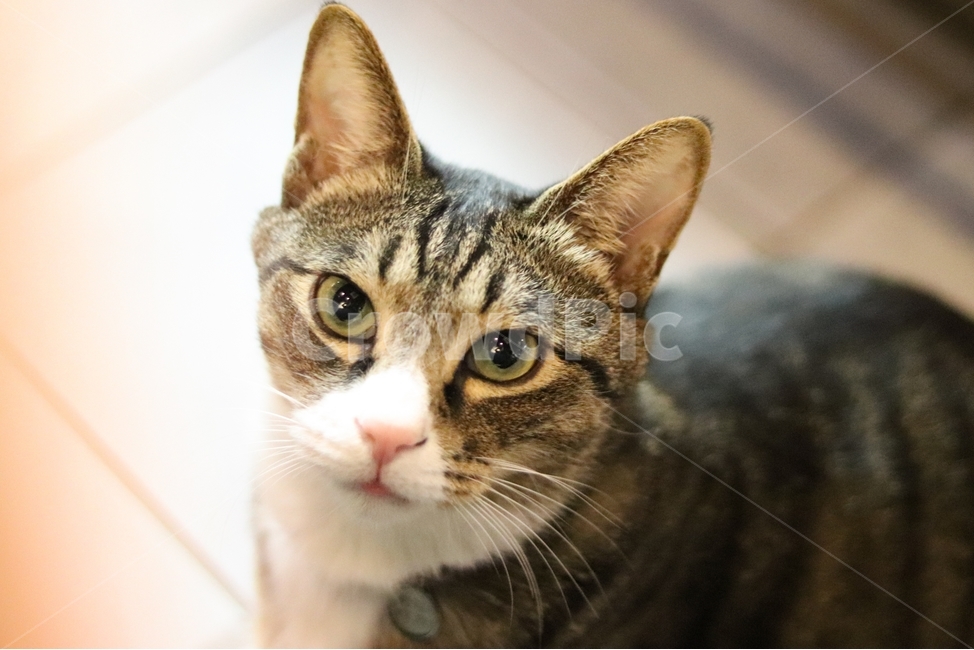 고양이,동물,색감,감성,얼굴,동물,animal,포유류,mammal,고양이,cat,kitten,kitty