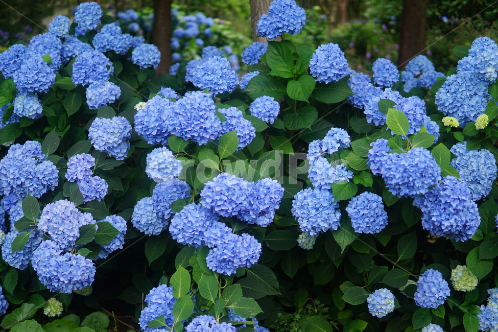 수국,flower,식물,꽃,plant,5월꽃,식물,자연,plants,nature,꽃,flower